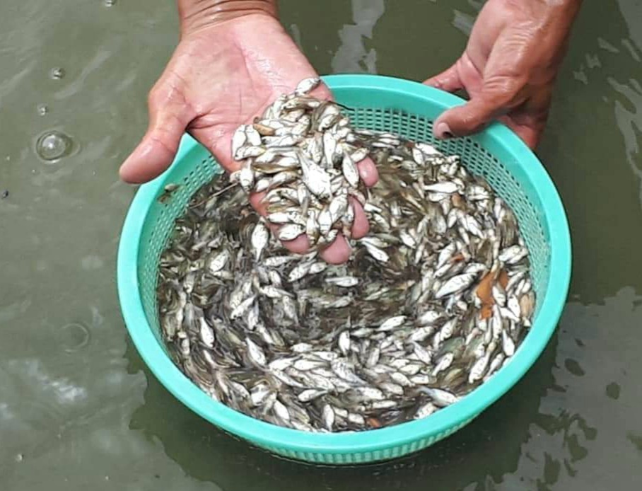 ငါးသားပေါက်မွေးမြူရင် ကြုံရတတ်တဲ့ရောဂါများ