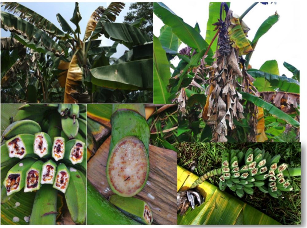 ငှက်ပျောပင်မှာကျတဲ့ ပိုးမွှား၊ ရောဂါများအကြောင်း