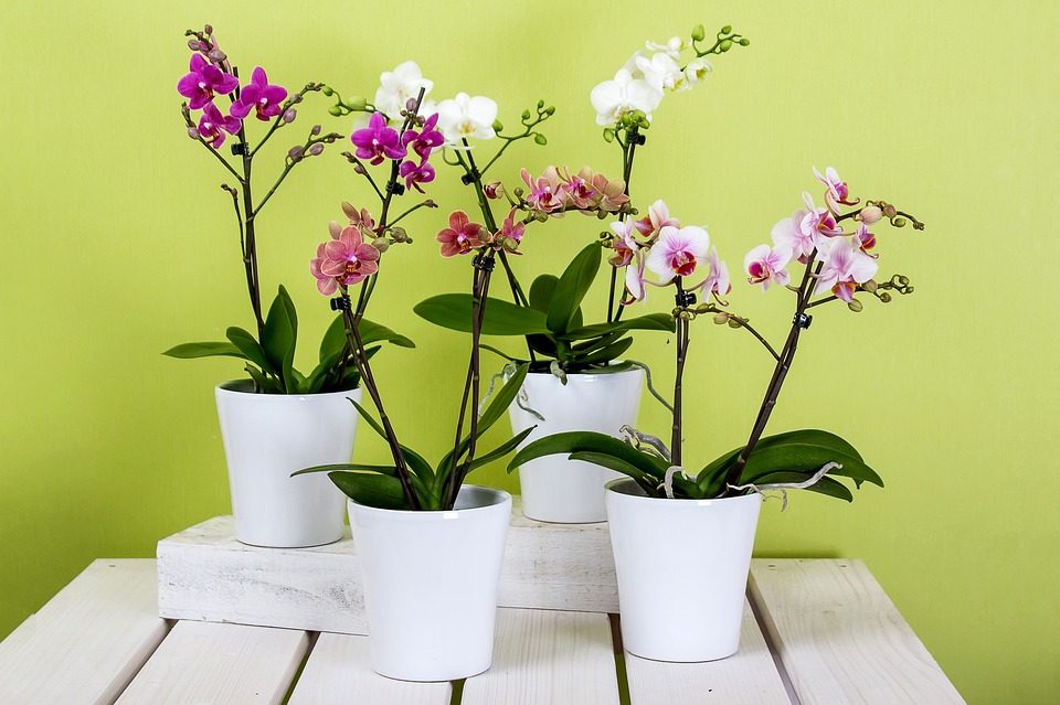 သစ်ခွပန်း (Orchid) စိုက်ပျိုးနည်း