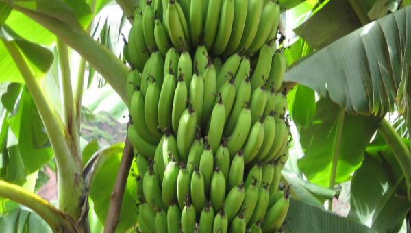 ငှက်ပျော စနစ်တကျ စိုက်ပျိုးနည်း