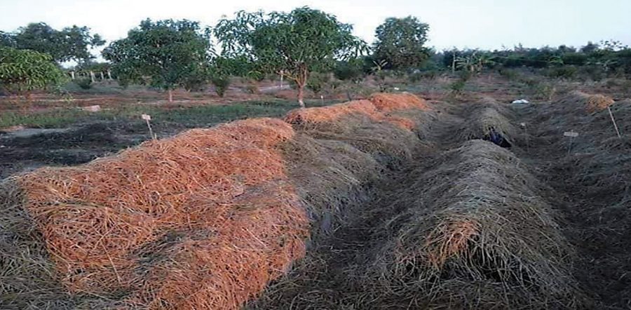 ကောက်ရိုးမှို စိုက်ပျိုးနည်း