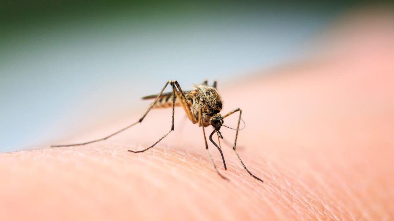 ခြင်ကိုက်ခြင်းကို ကာကွယ်ပေးနိုင်မည့် နည်းလမ်း(၅)မျိုးအား သိပ္ပံပညာရှင်တစ်ဦး ဖော်ပြ