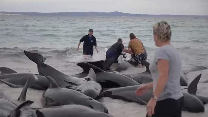 ဝေလငါး အကောင် ၅၀ ကျော် သောင်တင်သေဆုံးမှုဖြစ်ပွား