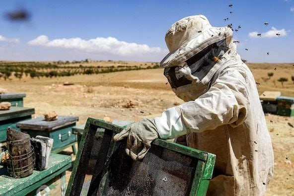 နှစ်ပေါင်းများစွာစစ်ပွဲဒဏ်ကြောင့် ဆီးရီးယားပျားမွေးမြူရေးသမားများ ခြောက်သွေ့သောမြေပေါ်တွင် ပျားရည်ထုတ်