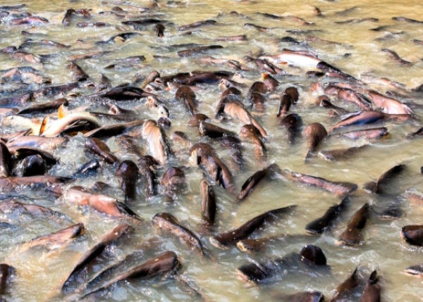 ငါးရိုင်းမွေးမြူရေးနှင့်ပတ်သက်သည့် ပြဿနာများ