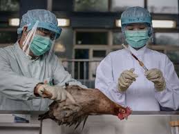 H5N1 Influenza (ကြက်ငှက် တုပ်ကွေး) ကဘာလဲ